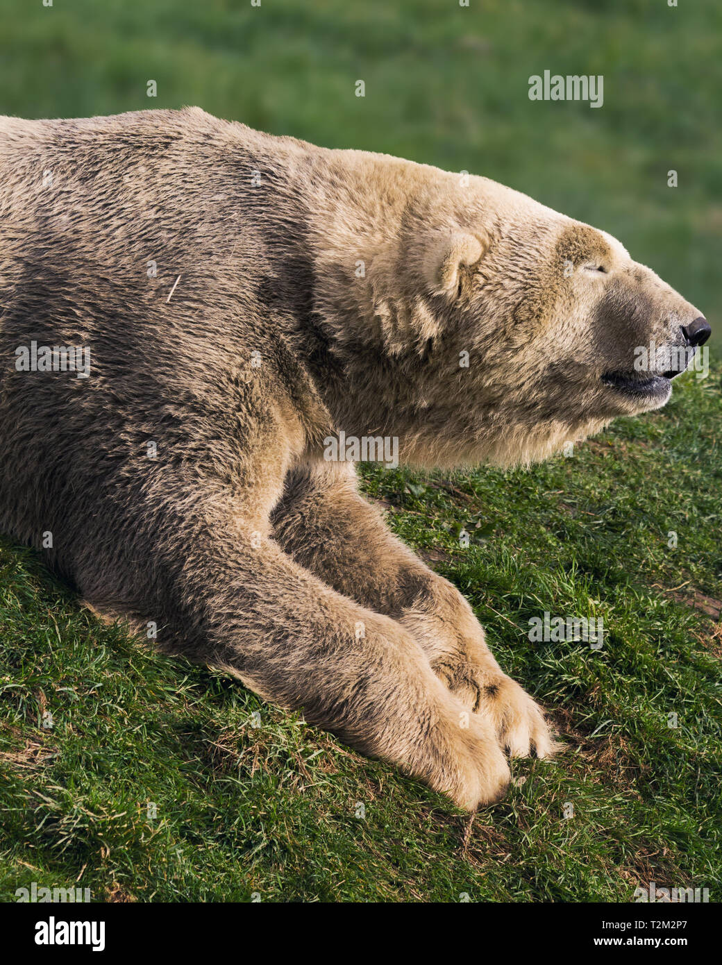 Eisbären im Yorkshire Wildlife Park Stockfoto