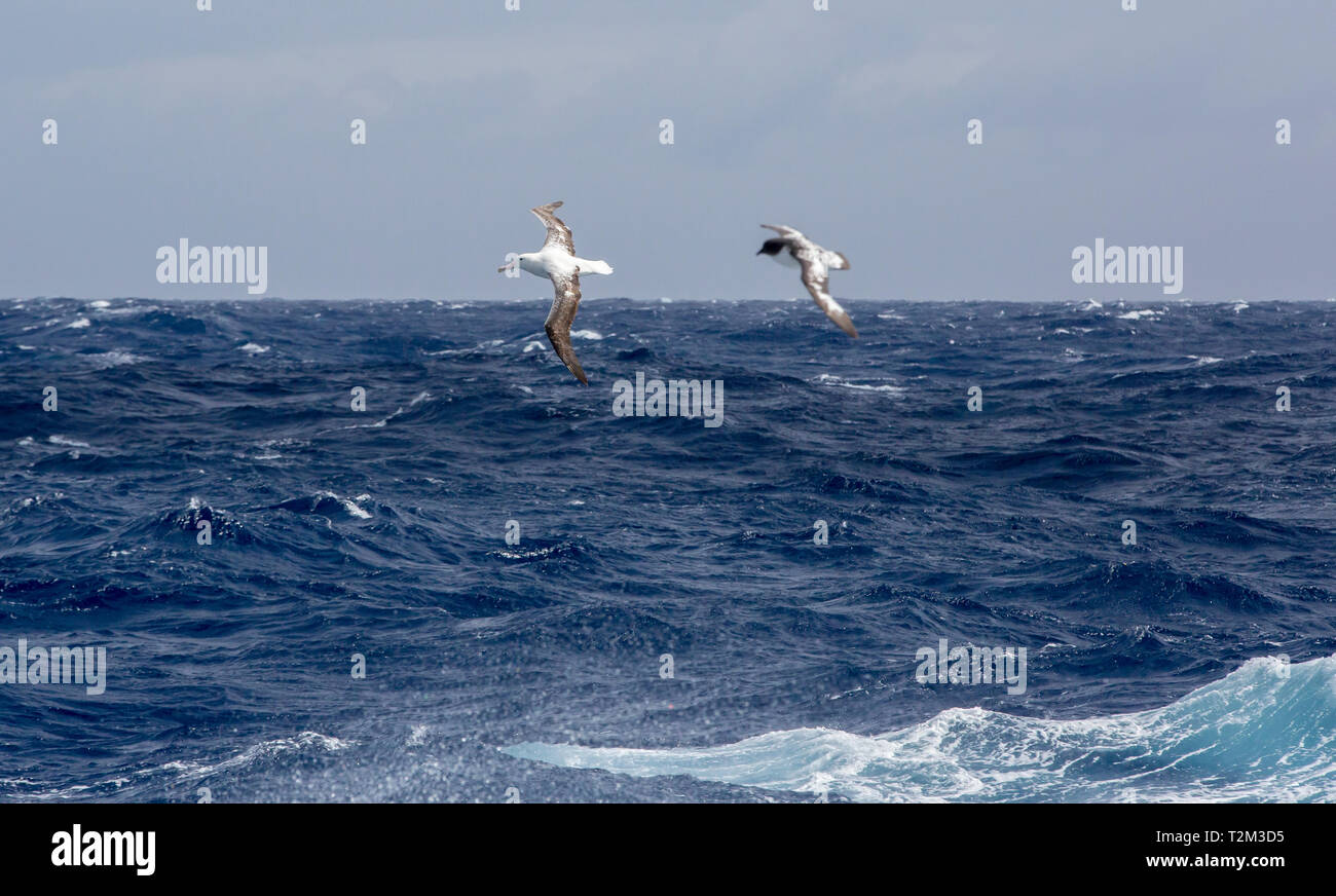 Wandering Albatross, Diomedea exulans und Cape Petrel; Daption capense in der Drake Passage, im Südlichen Ozean. Stockfoto
