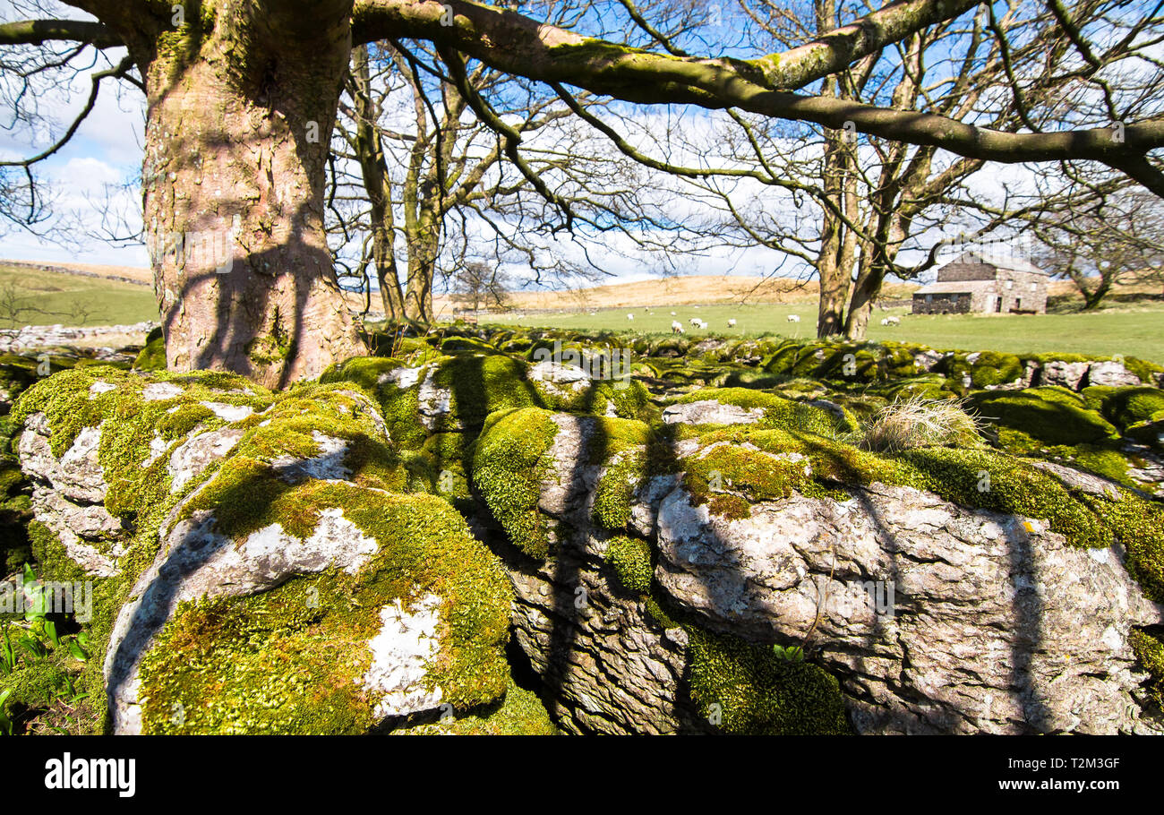 Moss deckt Felsbrocken unter einem großen Baum und neben landwirtschaftlichen Flächen mit Schafe weiden. Peak District, England. Stockfoto