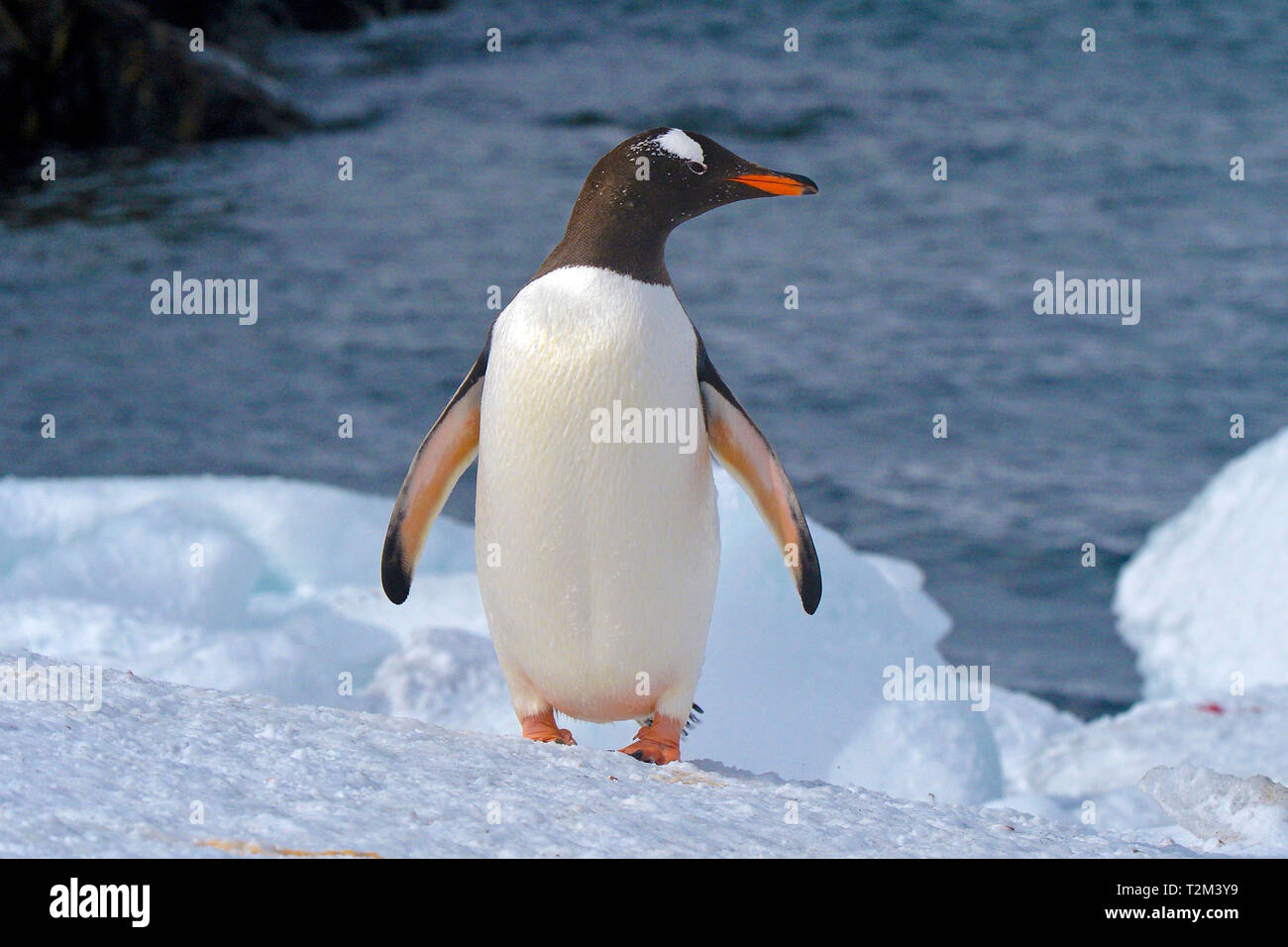 Gentoo Pinguin (Pygoscelis papua), Laurie Island, Orkney Islands, Drake Straße, Antarktis Stockfoto