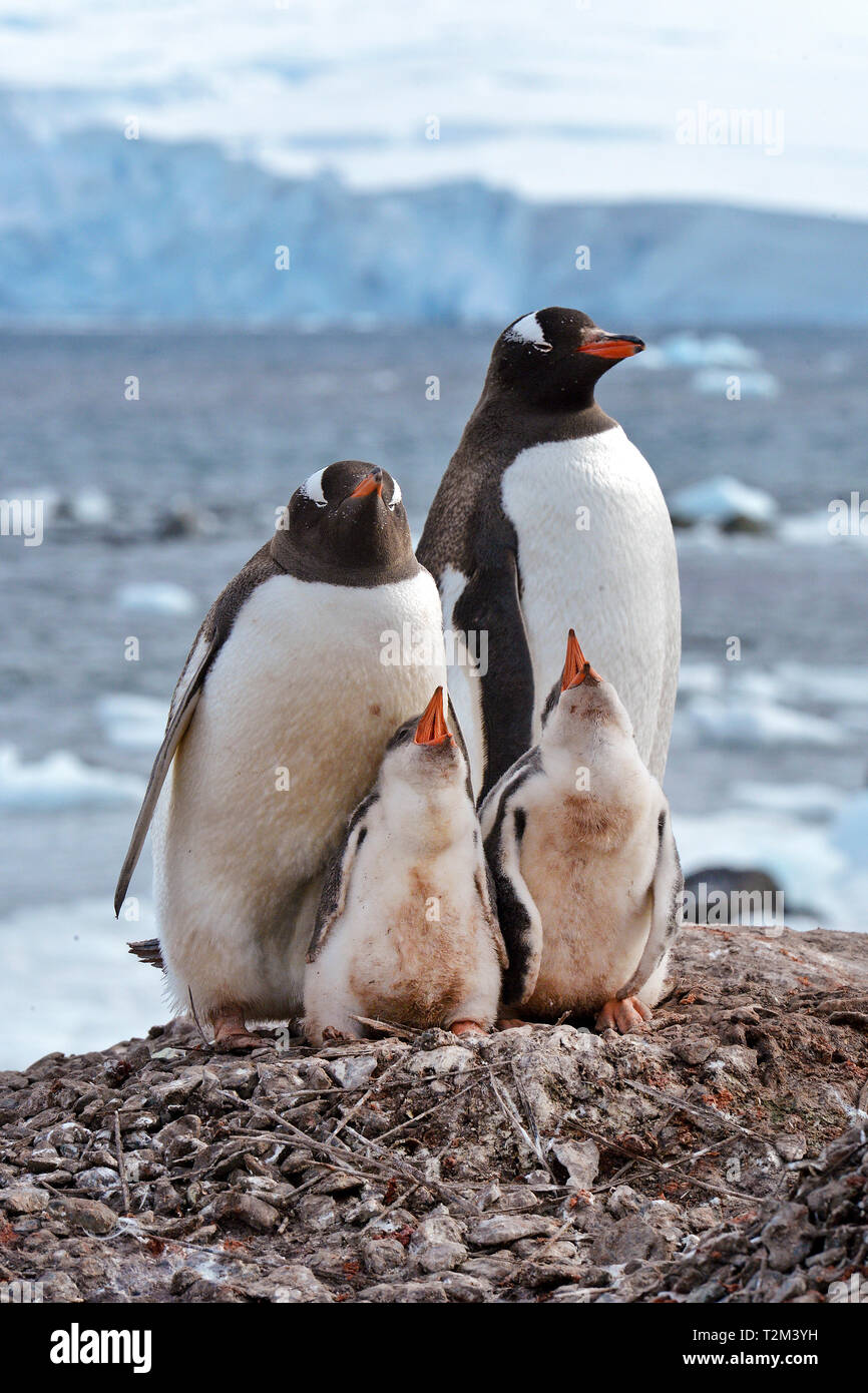 Gentoo Pinguin (Pygoscelis papua), Erwachsene mit Küken, Laurie Island, Orkney Islands, Drake Straße, Antarktis Stockfoto