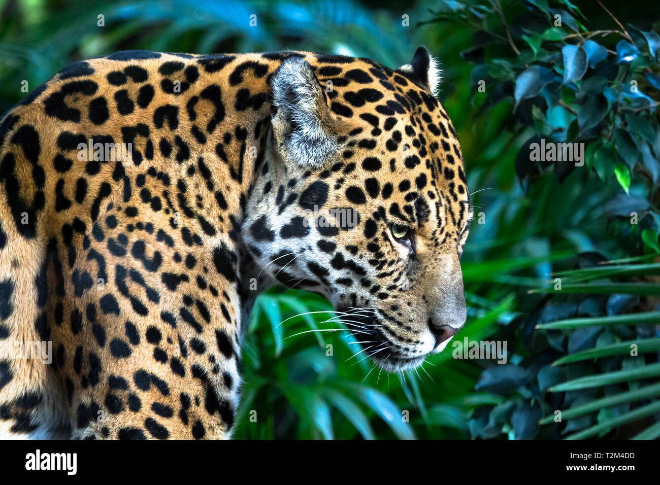 Ein erwachsener Jaguar (Panthera onca) Nahaufnahme unter Dschungel Vegetation. Stockfoto
