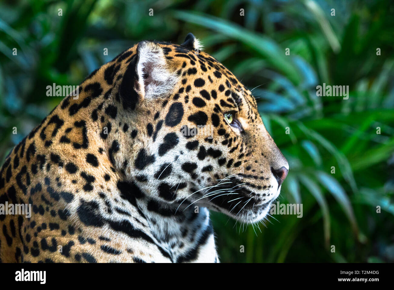 Ein erwachsener Jaguar (Panthera onca) Nahaufnahme unter Dschungel Vegetation. Stockfoto
