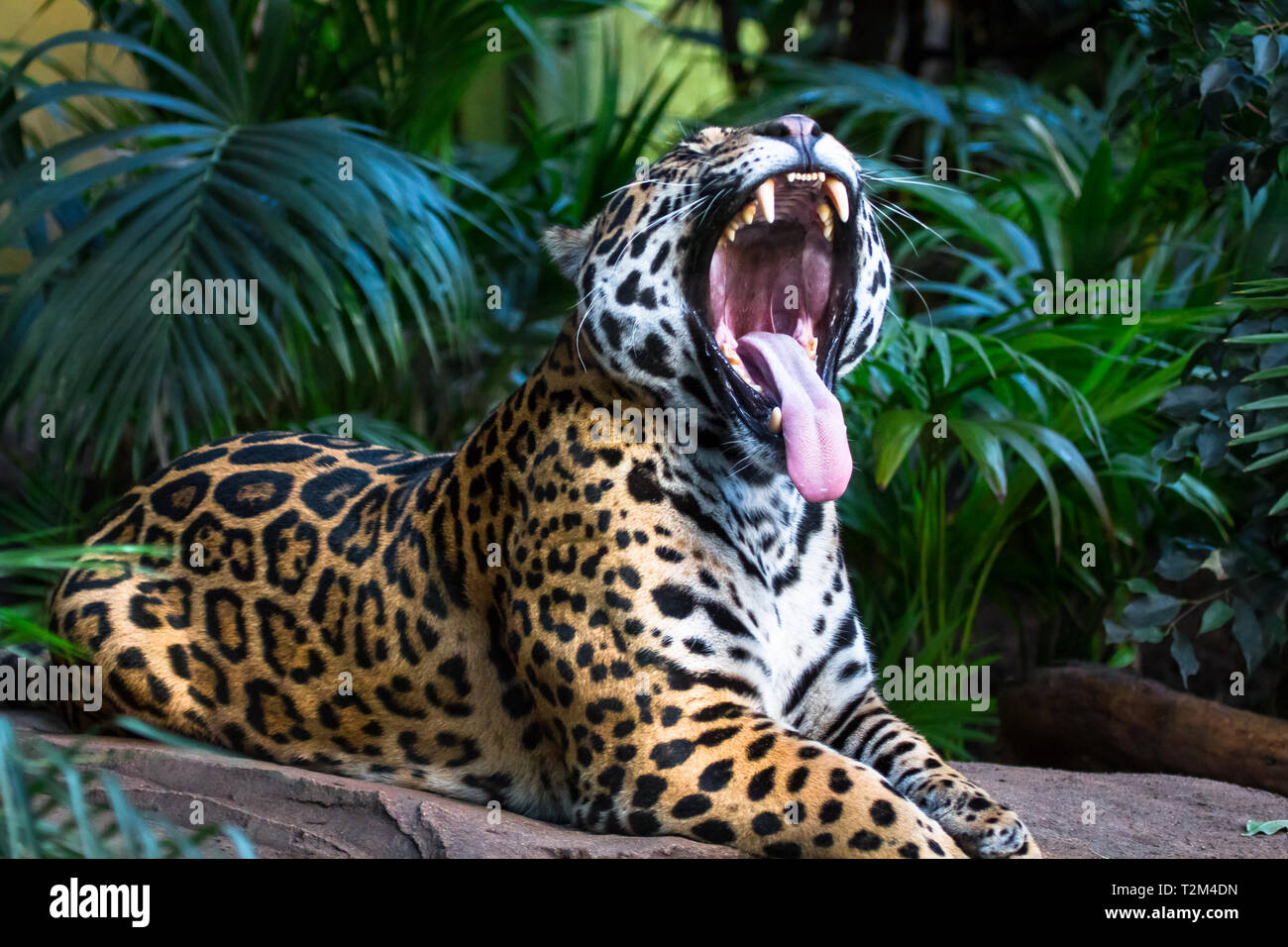 Ein erwachsener Jaguar (Panthera onca) unter Dschungel Vegetation gähnt, enthüllt eine rosa Zunge und massive Zähne. Stockfoto