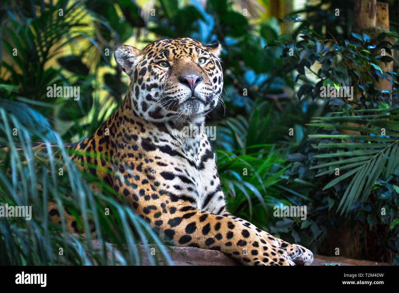 Ein erwachsener Jaguar (Panthera onca) Entspannung unter Dschungel Vegetation. Stockfoto