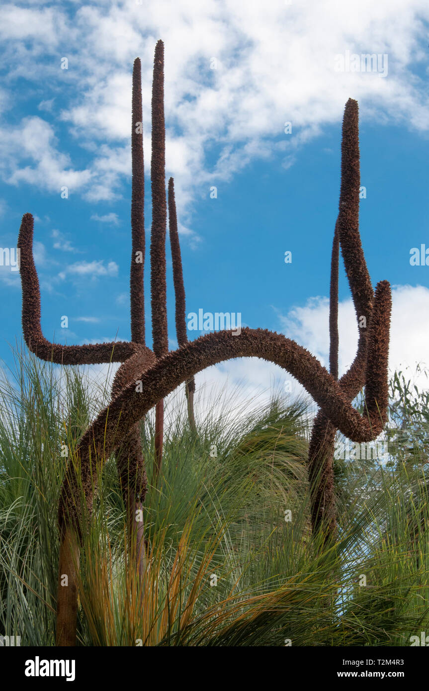 Gemeinsame Gras - Baum, Xanthorrhoea australis an Australischen Garten, Cranbourne, Victoria Stockfoto