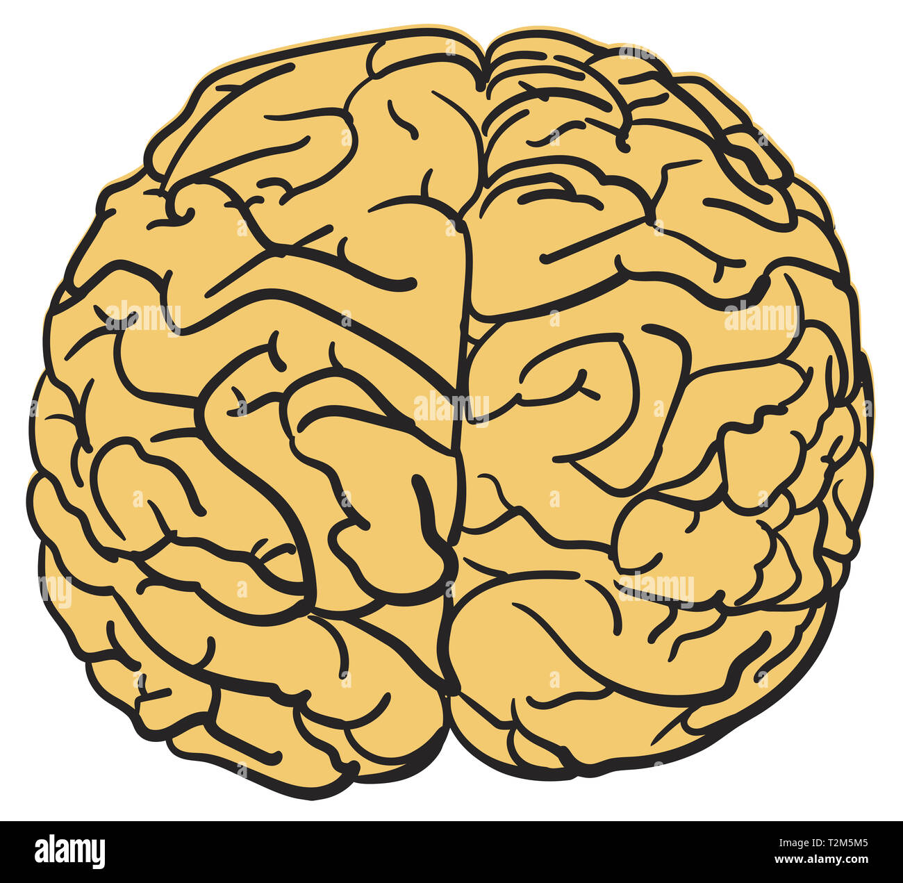 Menschliche Gehirn Wissenschaft Orgel geistige Weisheit Abbildung Stockfoto