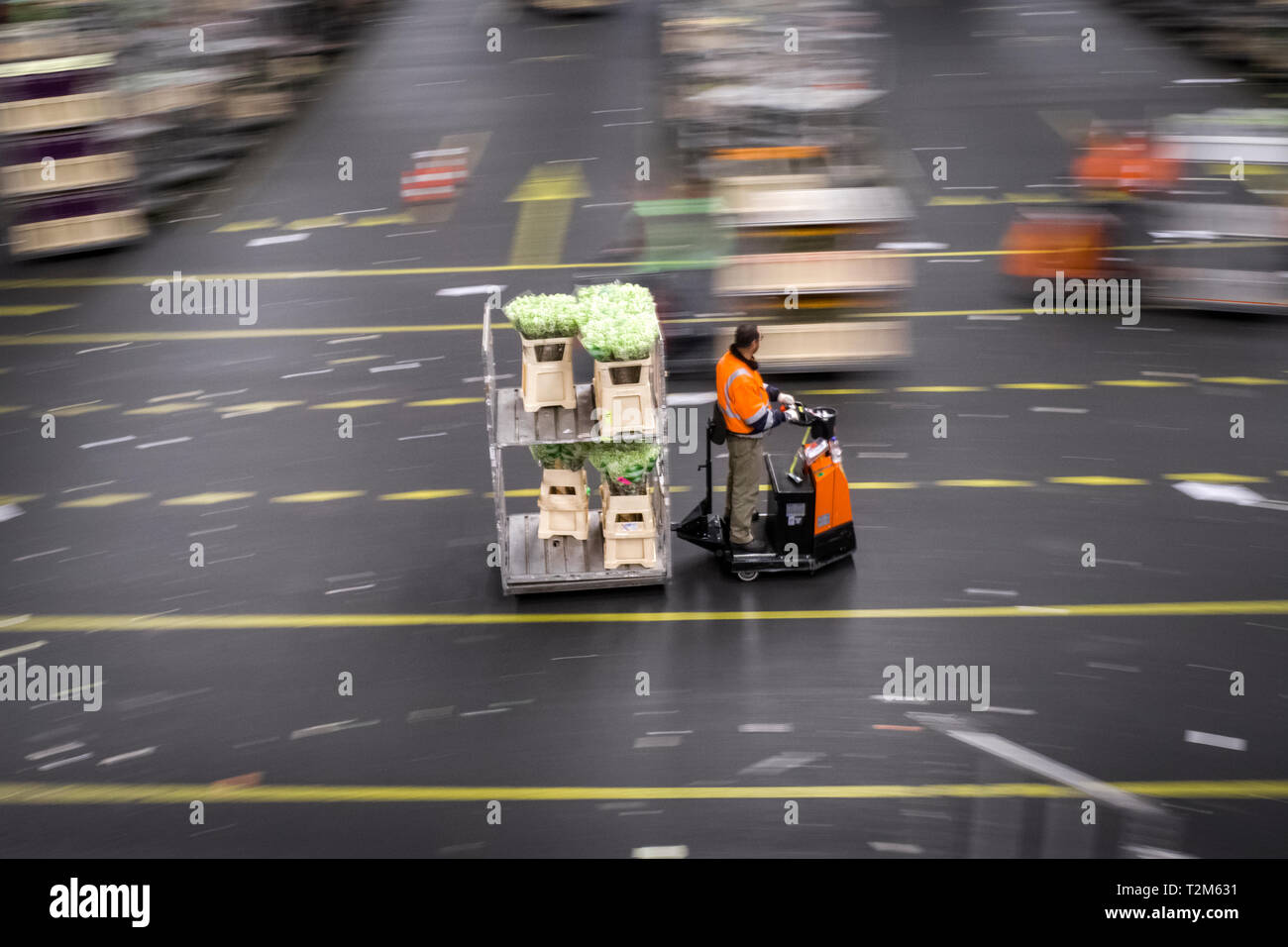 Mitarbeiter der Firma die Boxen von Blumen für Ihre Kunden gesendet werden, zu verteilen. Diese Auktion ist eine der größten Blumenversteigerungen der Welt. Stockfoto