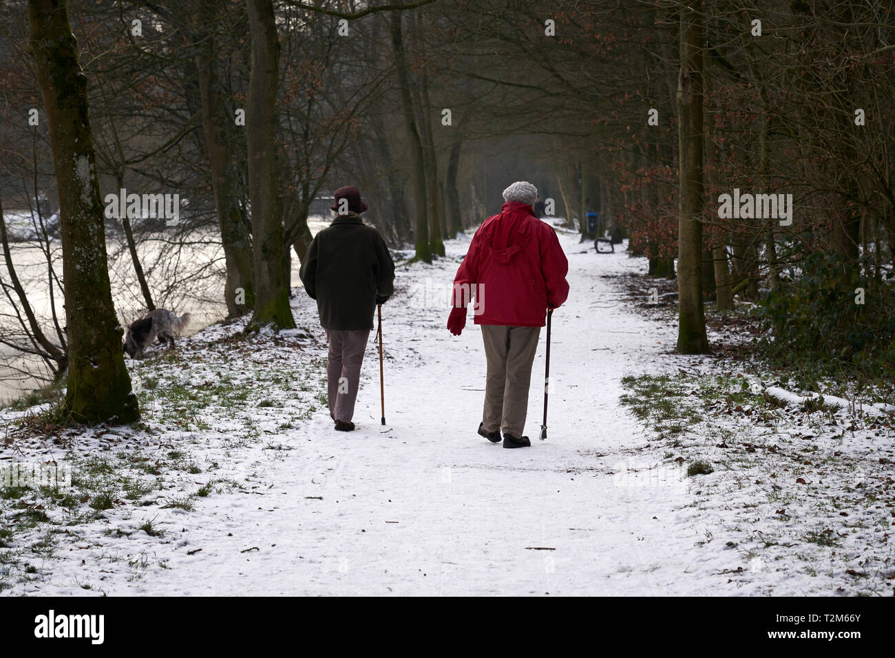 Ein paar der älteren Frauen gehen auf Schnee in den Haagse Bos Park. Stockfoto