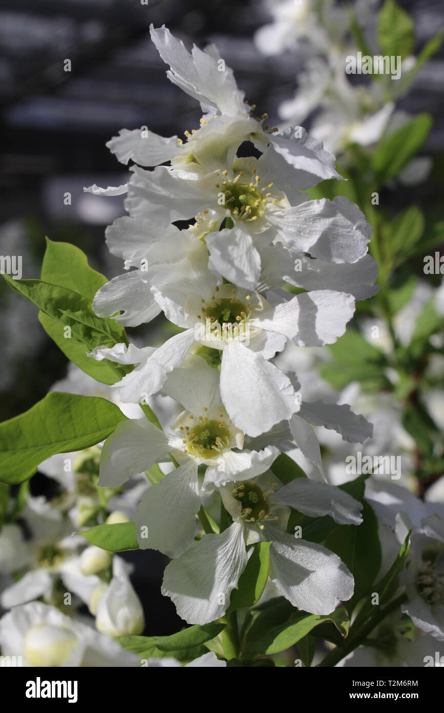 Die schöne weiße Blume Leiter der magischen Exochorda 'Kolmasprit' Frühling, blühende Natur im Frühling. Auch als pearlbush bekannt Stockfoto