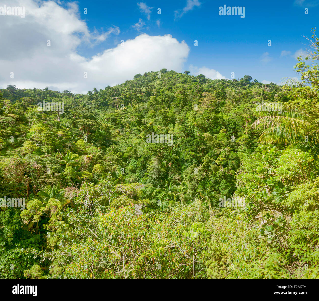 Dichten grünen Regenwaldes, des Cartier Wald Trail, Saint Lucia. Stockfoto