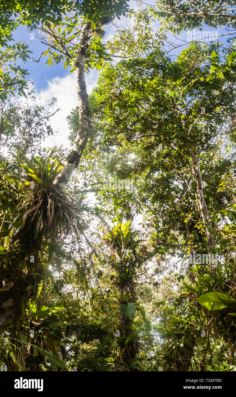 Tropical montane rainforest Vegetation auf dem Des Cartier Waldweg auf der karibischen Insel St. Lucia. Stockfoto