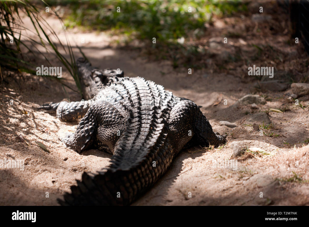 Rückansicht eines großen Krokodil zu 'Hartley's Crocodile Adventures, Captain Cook Highway, Wangetti, Queensland, Australien. Stockfoto