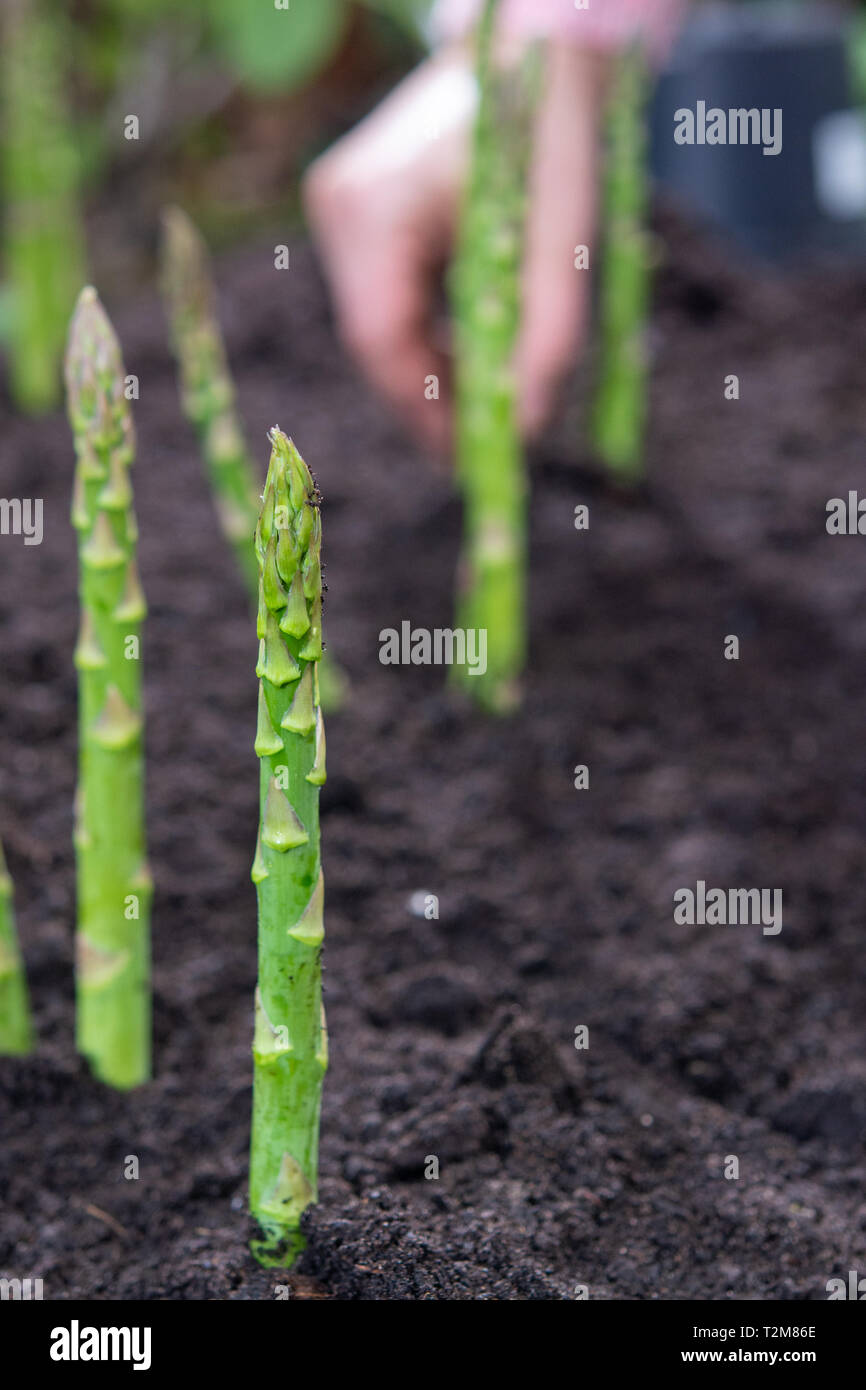 Neue Ernte von grünem Spargel Gemüse im Frühjahr Saison, Grüner Spargel wächst aus dem Boden auf der Farm in der Nähe von Stockfoto