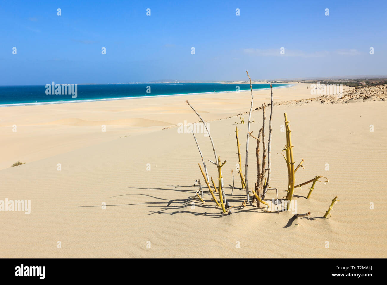 Spärliche Vegetation und Sanddünen am schönen weißen Sandstrand. Praia de Chaves, Rabil, Boa Vista, Kap Verde Inseln, Afrika Stockfoto