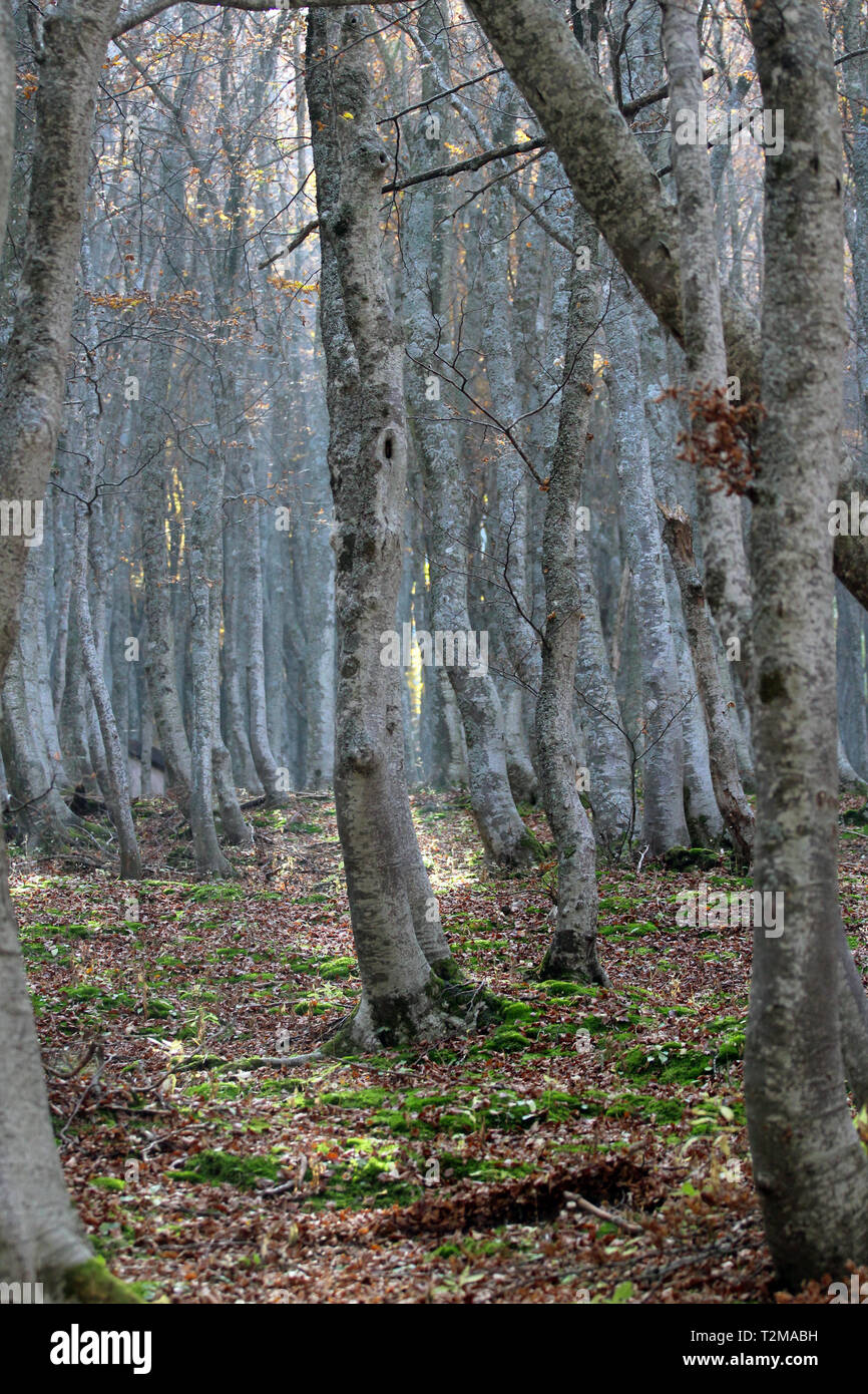 Buchenholz im Herbst Stockfoto