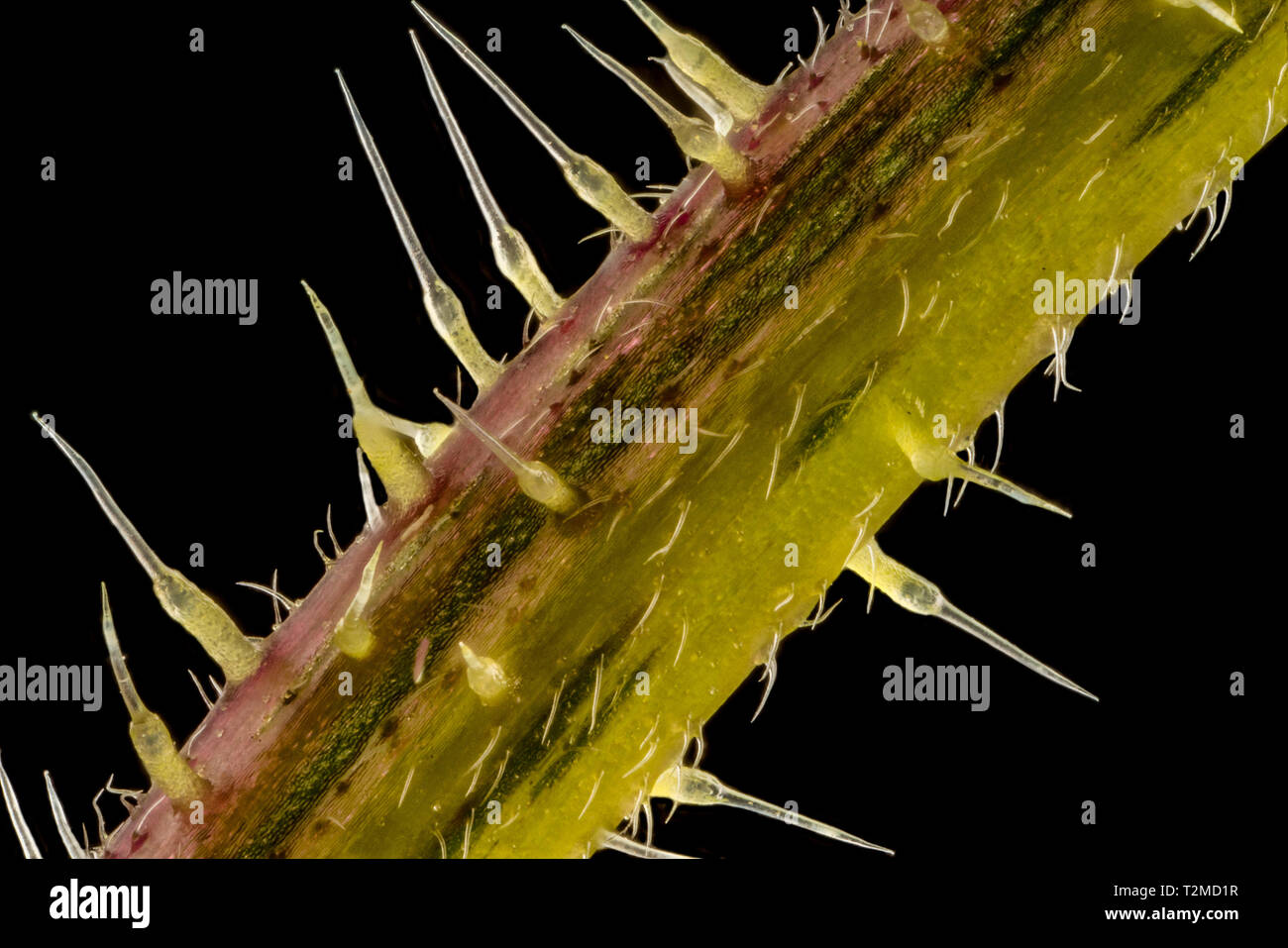 Gestapelte konzentrieren, extreme Nahaufnahme von der Brennnessel (Urtica dioica), die den Stich Zellen oder trichome Haare. 5-facher Vergrößerung Stockfoto