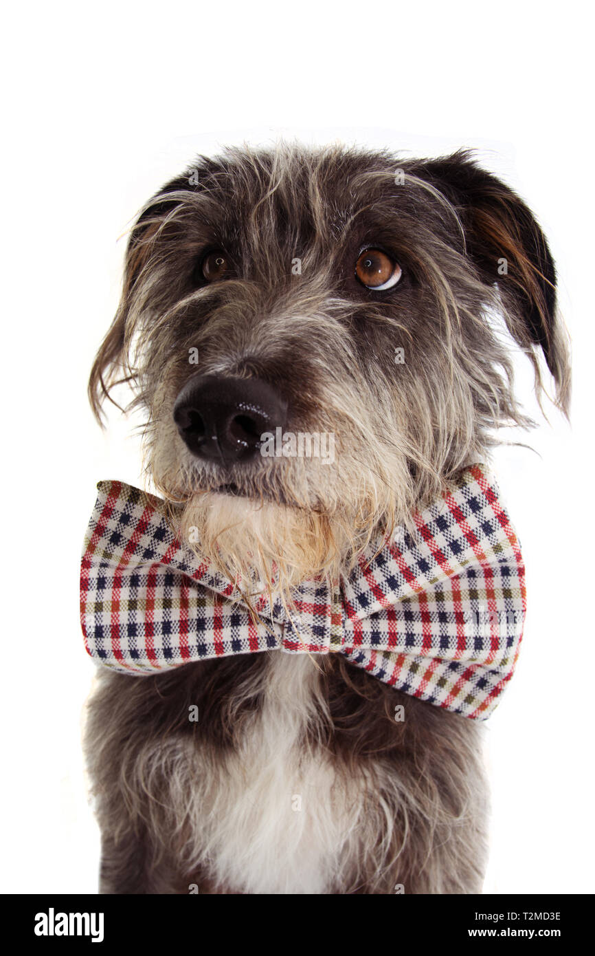 PORTRAIT eleganter Hund feiern einen Geburtstag oder ein Jubiläum TRAGEN VINTAGE KARIERTE Fliege mit NIEDLICHEN AUGEN. Auf weissem Hintergrund. Stockfoto