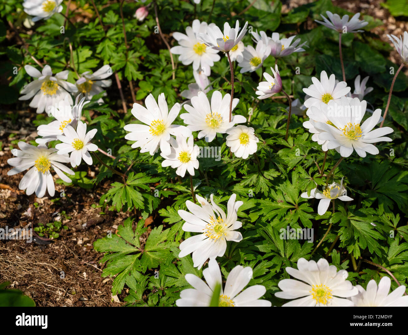 Der frühe Frühling Blumen des ephemeren Garten Knolle, Anemone blanda 'White Splendor' Stockfoto