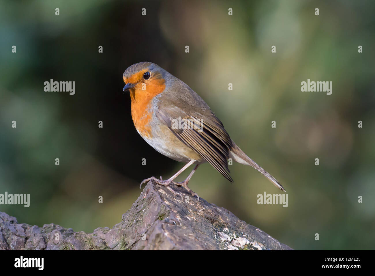 Detailreiche, nahe Seitenansicht eines einzelnen, wilden, britischen Rotkehlvogels (Erithacus rubecula), isoliert, auf einem Baumstumpf in einem natürlichen britischen Waldlebensraum thront. Stockfoto