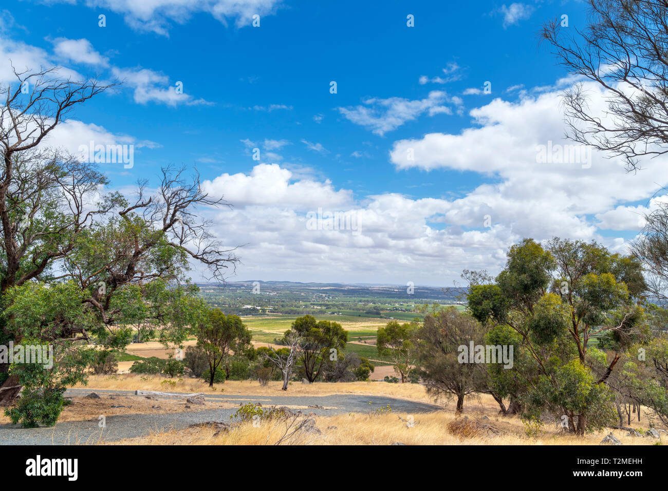 Blick über das Barossa Valley Weinbaugebiet von Mengler Hill Lookout, Bethany, South Australia, Australien Stockfoto