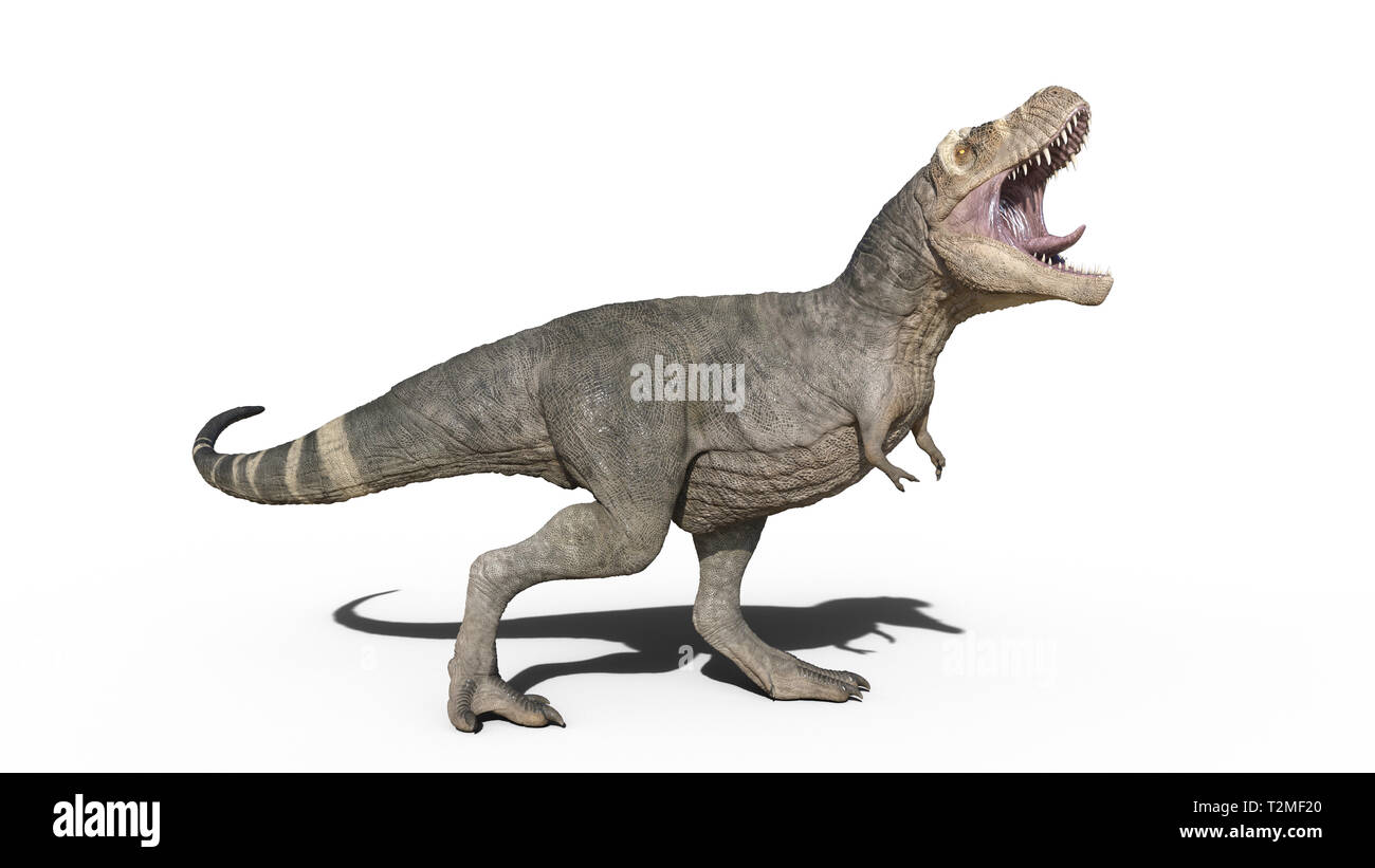 T-Rex Dinosaurier, Tyrannosaurus Rex Reptile brüllen, prähistorische Jurassic Tier auf weißem Hintergrund, 3D-Darstellung Stockfoto