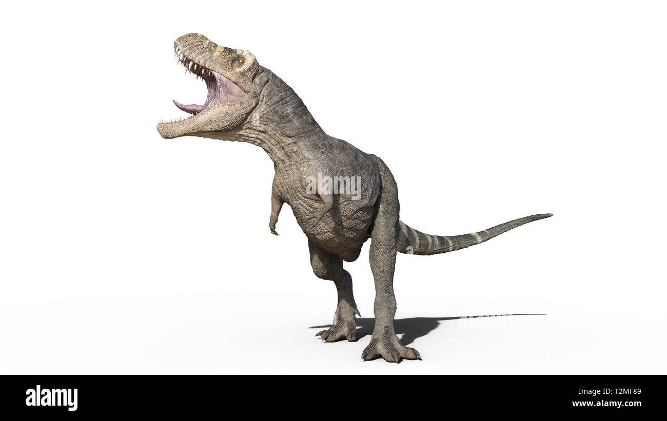 T-Rex Dinosaurier, Tyrannosaurus Rex Reptile brüllt, prähistorische Jurassic Tier auf weißem Hintergrund, 3D-Darstellung Stockfoto
