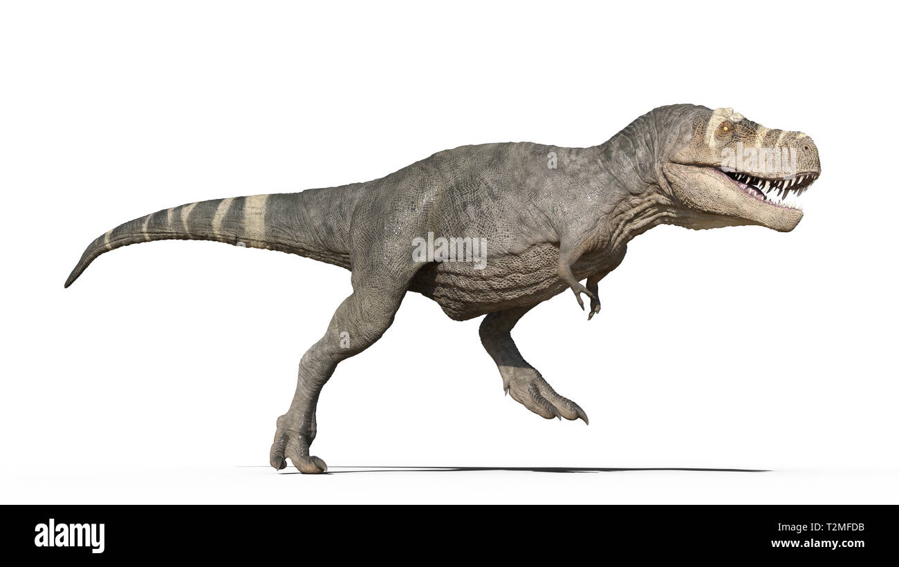T-Rex Dinosaurier, Tyrannosaurus Rex Reptile läuft, prähistorische Jurassic Tier auf weißem Hintergrund, 3D-Darstellung Stockfoto