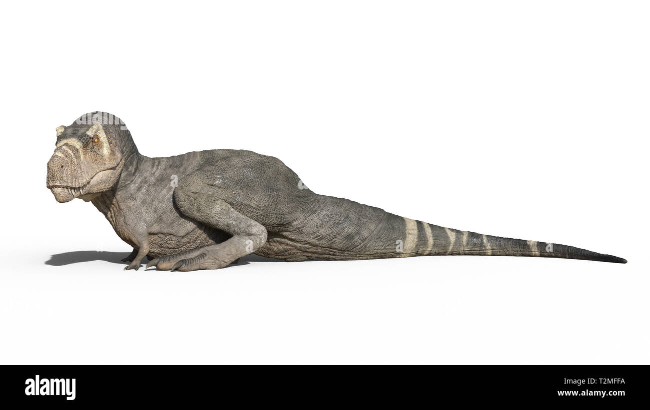 T-Rex Dinosaurier, Tyrannosaurus Rex Reptile sitzen, prähistorische Jurassic Tier auf weißem Hintergrund, 3D-Darstellung Stockfoto