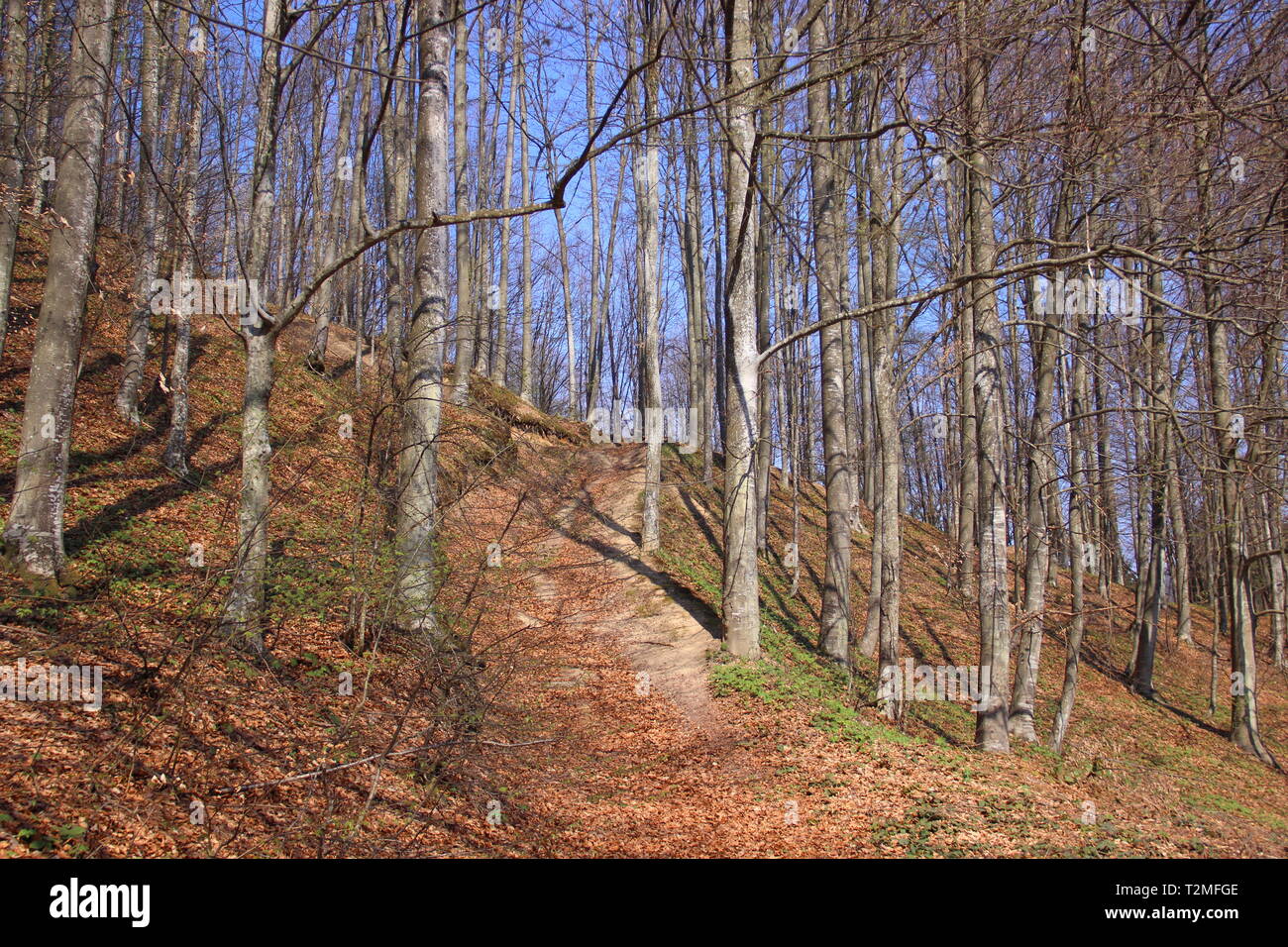 Buchenwald Stockfoto