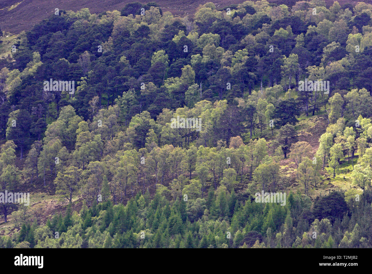 Silber Birke Betula pendula und Gemeine Kiefer Pinus sylvestris Wald Glen Feshie Highland Region Schottland Stockfoto