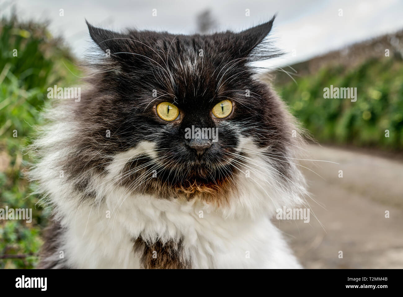 Am frühen Morgen horizontale Porträt eines 2 Jahre alten Maine Coon Katze namens Sasha. Sie ist schwarz und weiss und sitzen in einem Green Lane in Cornwall. Stockfoto