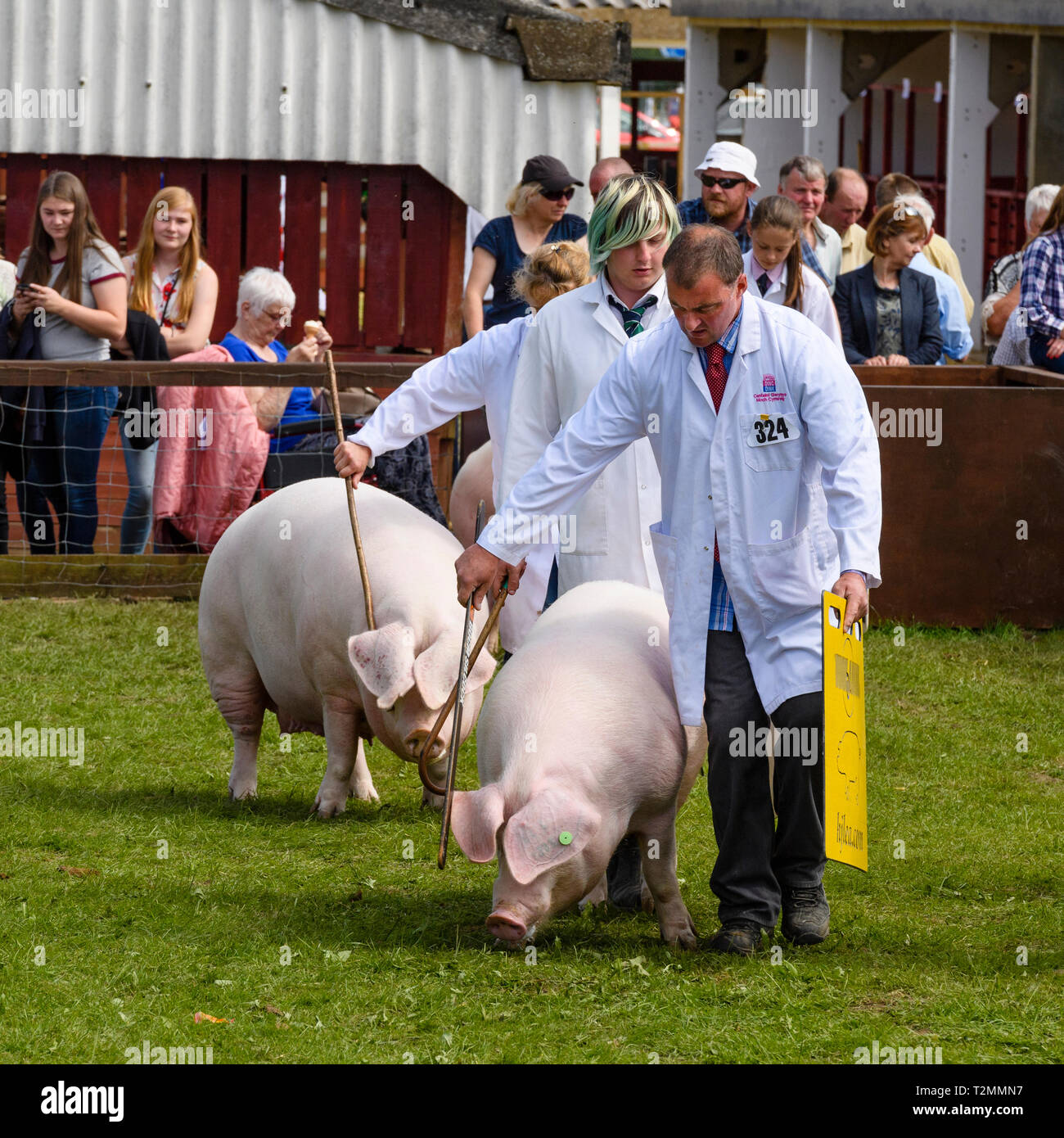 Weiße Schweine (Sauen) und Bauern in weißen Mänteln mit Stöcken und Brettern, die in der Arena spazieren, beobachtet von Menschenmassen - The Great Yorkshire Show, Harrogate, England. Stockfoto