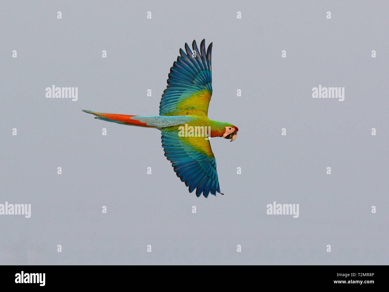 Schöne Haustier nach Hybrid Macaw frei fliegende Stockfoto