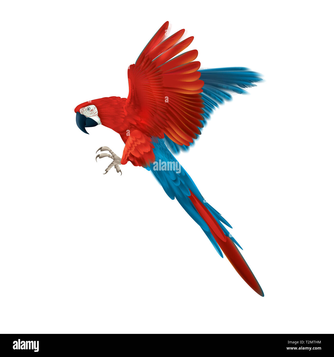 Bunte ara Papagei - mehrfarbig isoliert fliegender Vogel - realistische und detaillierte Darstellung - symmetrisches Design Stockfoto