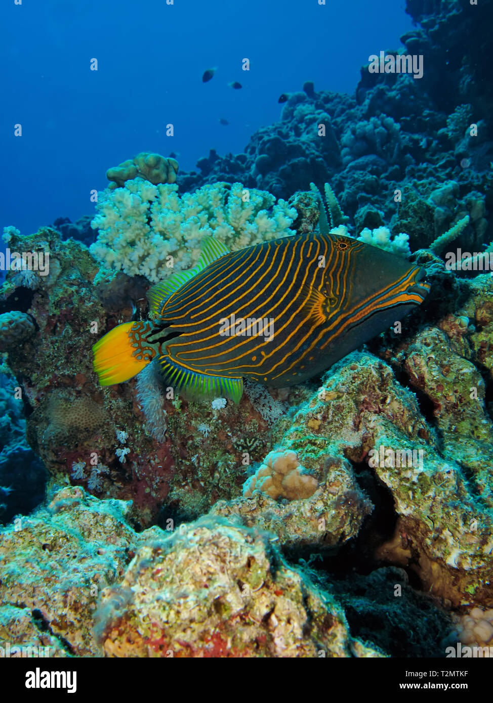 Orange-gestreiften Drückerfische (Balistapus undulatus) Stockfoto