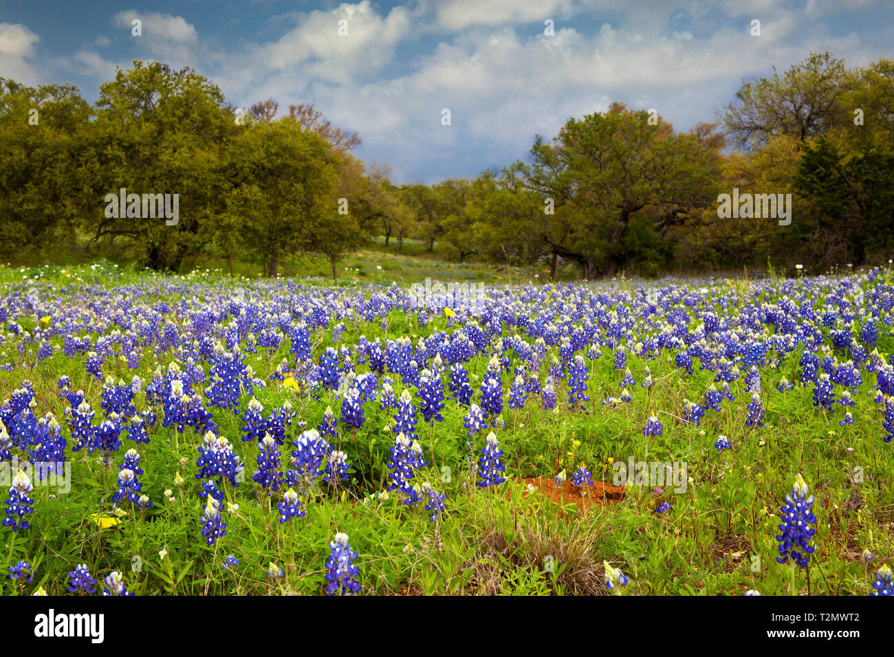 Bluebonnets auf Willow City Loop, Willow Stadt, Texas Stockfoto