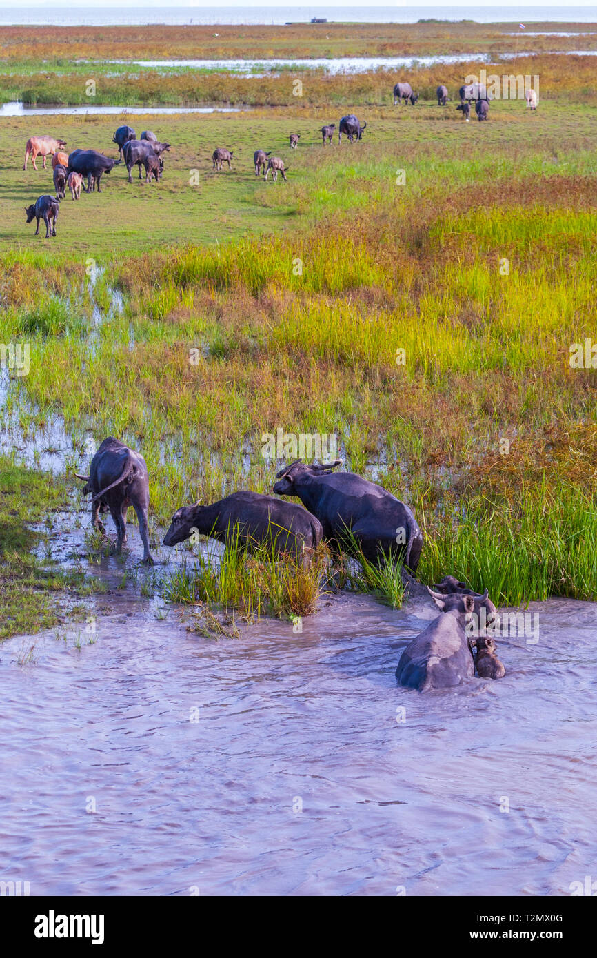 Herde Wasserbüffel im Wasser, Phatthalung See, Thailand Stockfoto