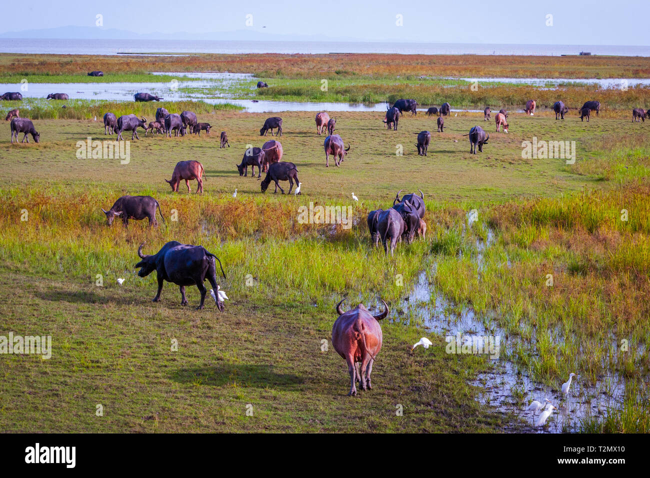 Herde Wasserbüffel im Wasser, Phatthalung See, Thailand Stockfoto