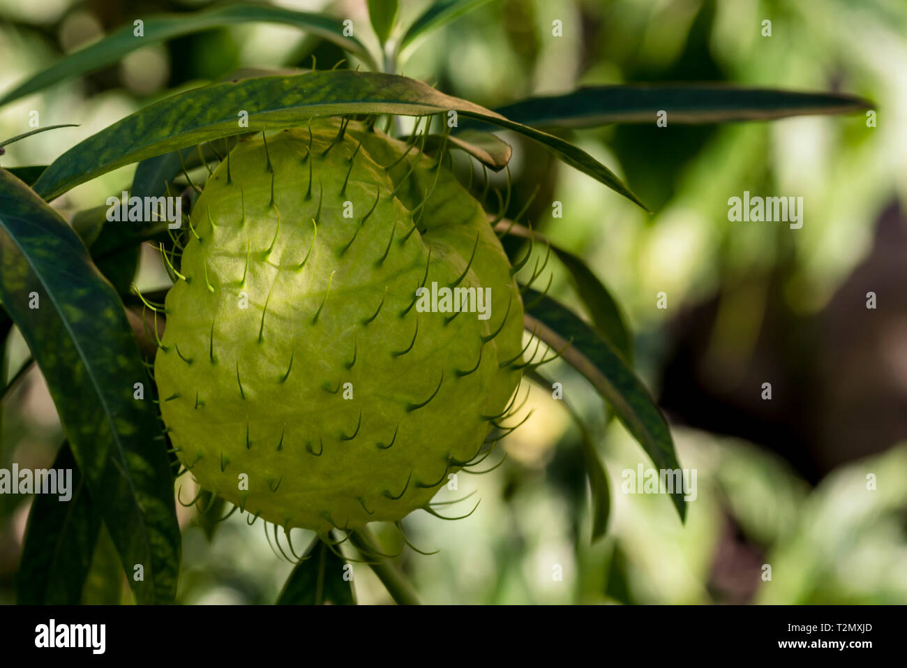 Seltene Pflanze grüne Frucht mit stacheligen Haut Stockfoto