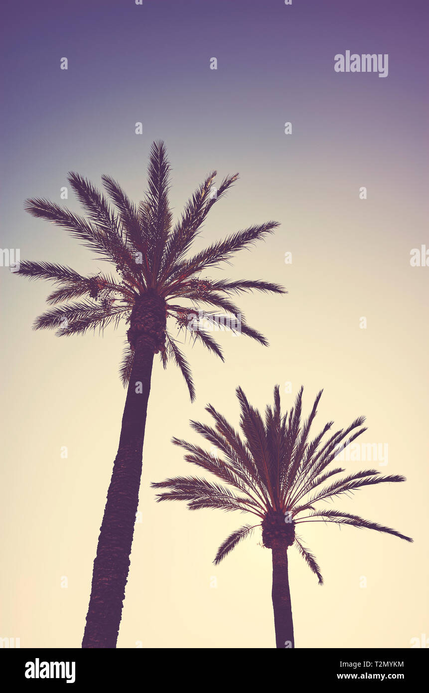 Palmen Silhouetten bei Sonnenuntergang, Farbe Tonen angewendet, Sommerurlaub Konzept. Stockfoto
