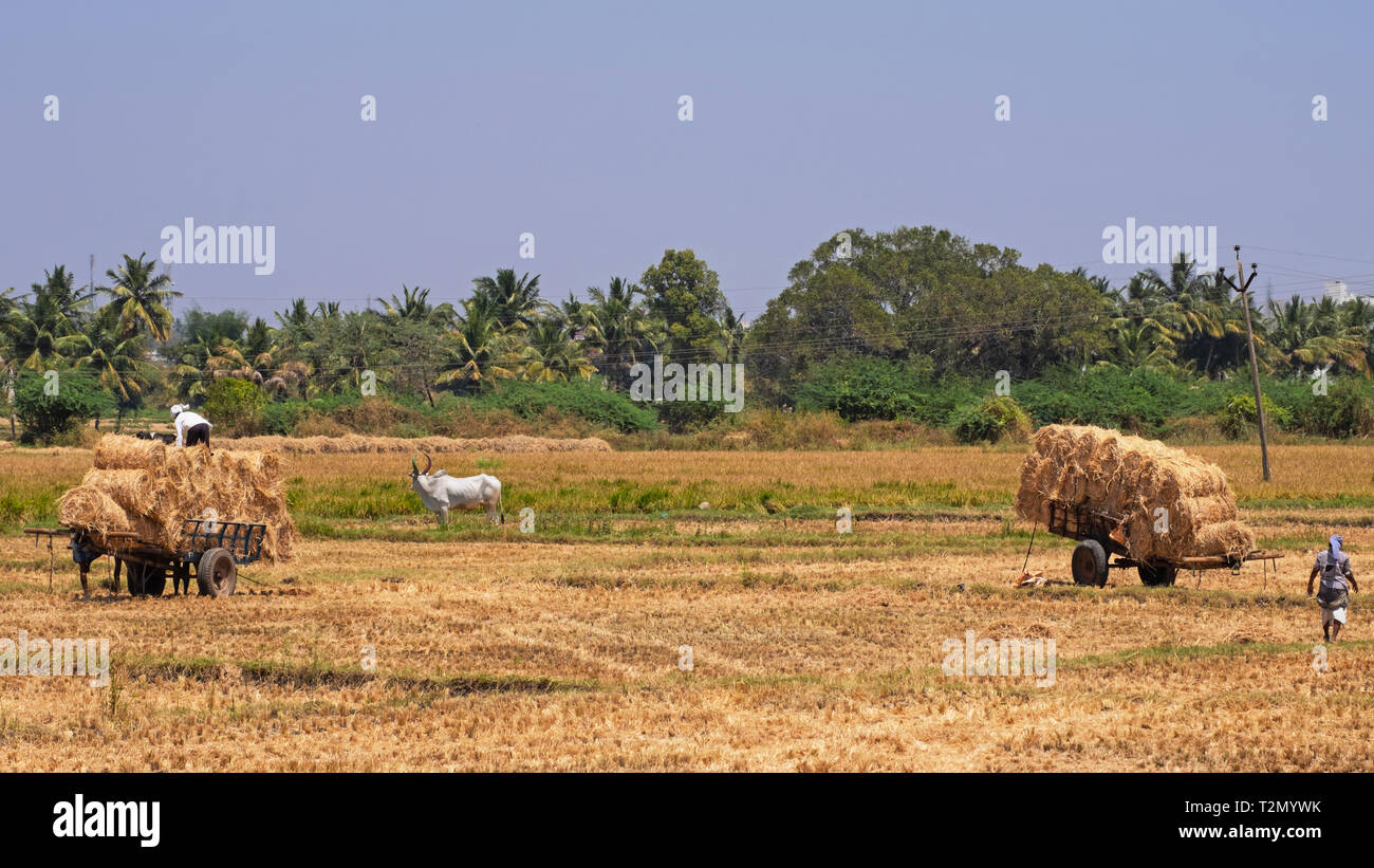 Dindigul, Indien - 8. März, 2018: Landwirtschaftliche Arbeitnehmer in einem Heu Erntegut in ländlichen Tamil Nadu Stockfoto