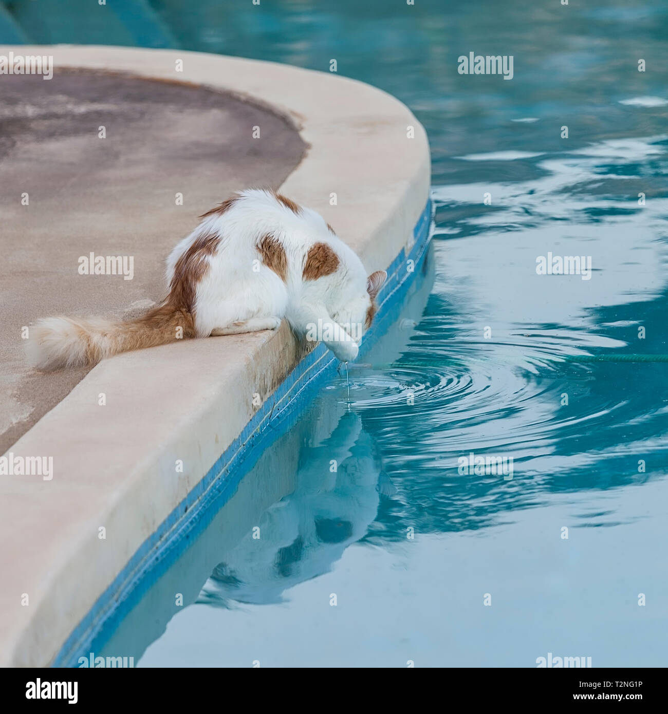 Katze trinken Schwimmbad Wasser in den heißen Temperaturen von Korfu  Stockfotografie - Alamy