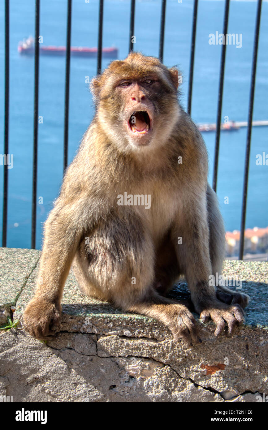 Die berühmten Affen oder barbary macaques von Gibraltar sind eine der Attraktionen der rock Stockfoto