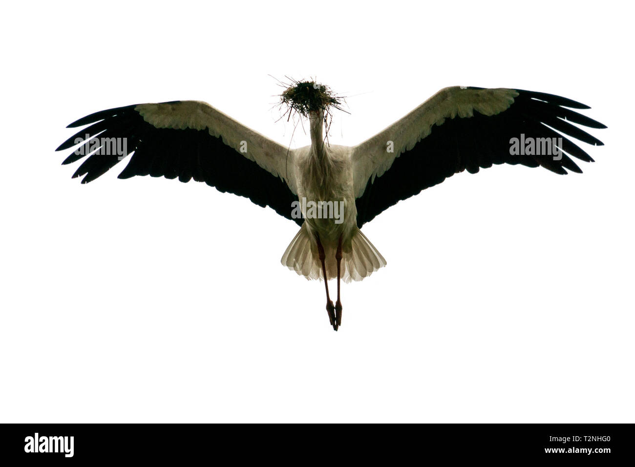 Storch fliegen zum Nest auf weißem Hintergrund Stockfoto