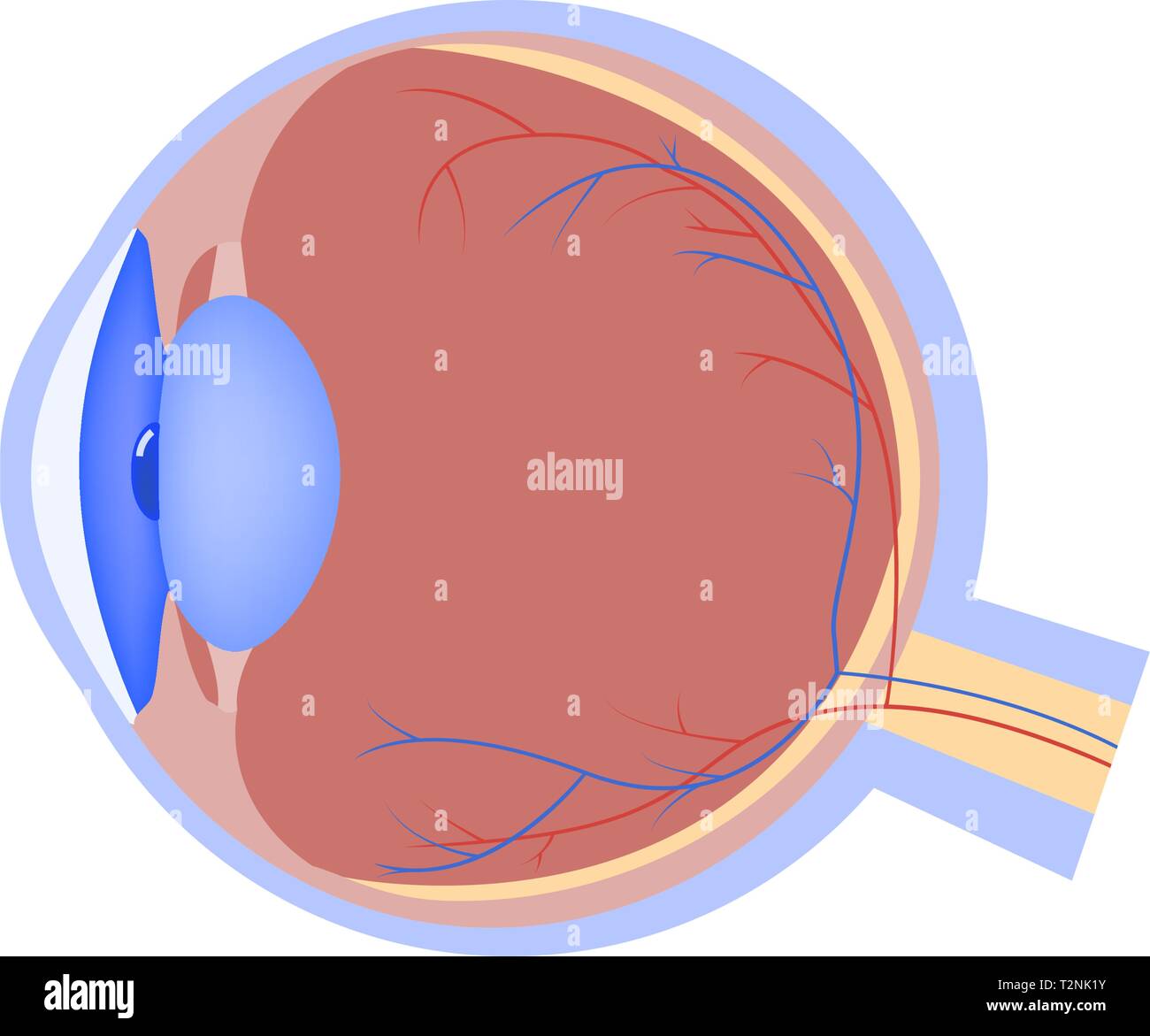 Augapfel vektor Flachbild-Symbol, menschliche Organ, Auge Anatomie, medizinische Vector Illustration Stock Vektor