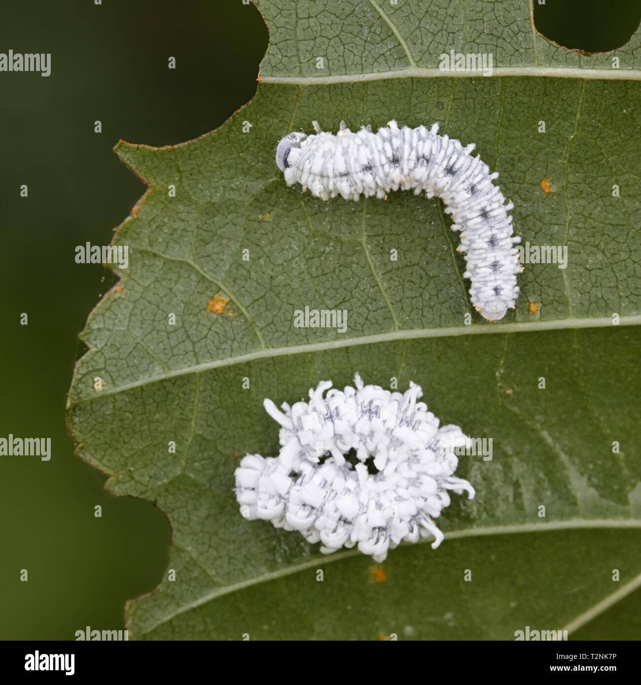 Eriocampa ovata, bekannt als der Erle Sawfly oder Woolly Erle sawfly, imitiert Vogelkot Stockfoto