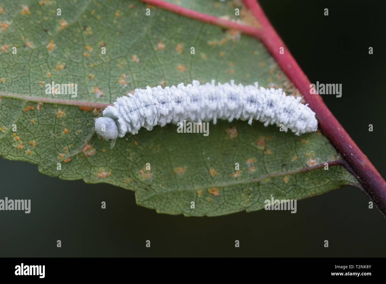 Eriocampa ovata, bekannt als der Erle Sawfly oder Woolly Erle sawfly, imitiert Vogelkot Stockfoto