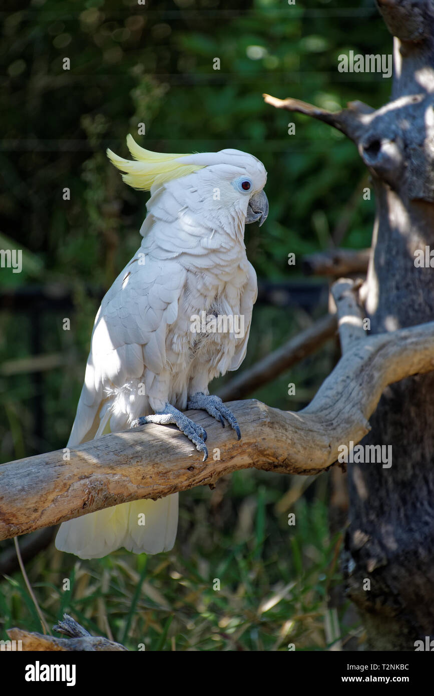 Schwefel-Crested cockatoo (Cacatua galerita) ist eine relativ große weiße Kakadu in bewaldeten Lebensräumen gefunden in Australien und Neuguinea Stockfoto