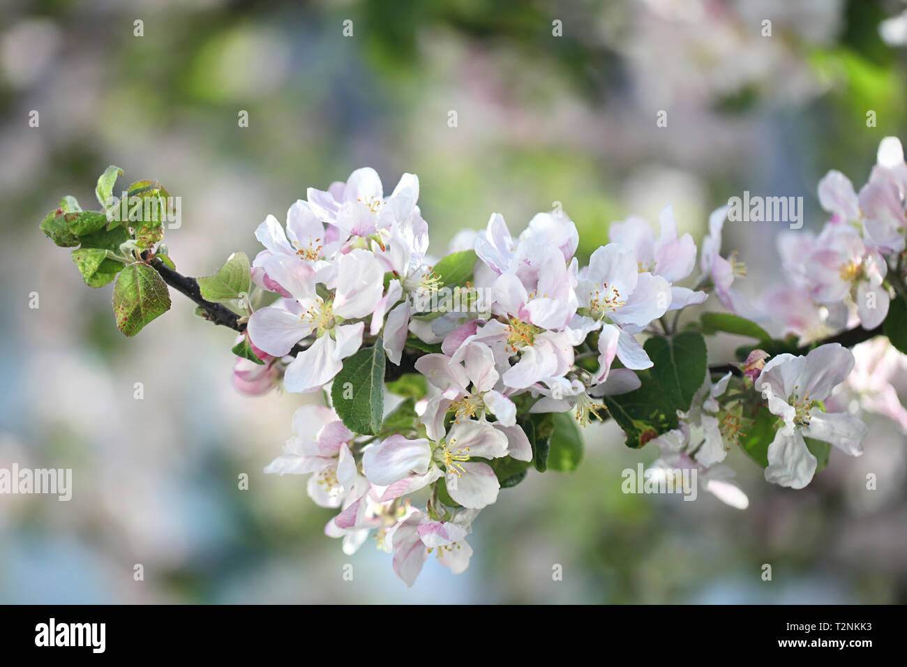 Blühender Apfelbaum, Malus Puppurea Gruppe Stockfoto